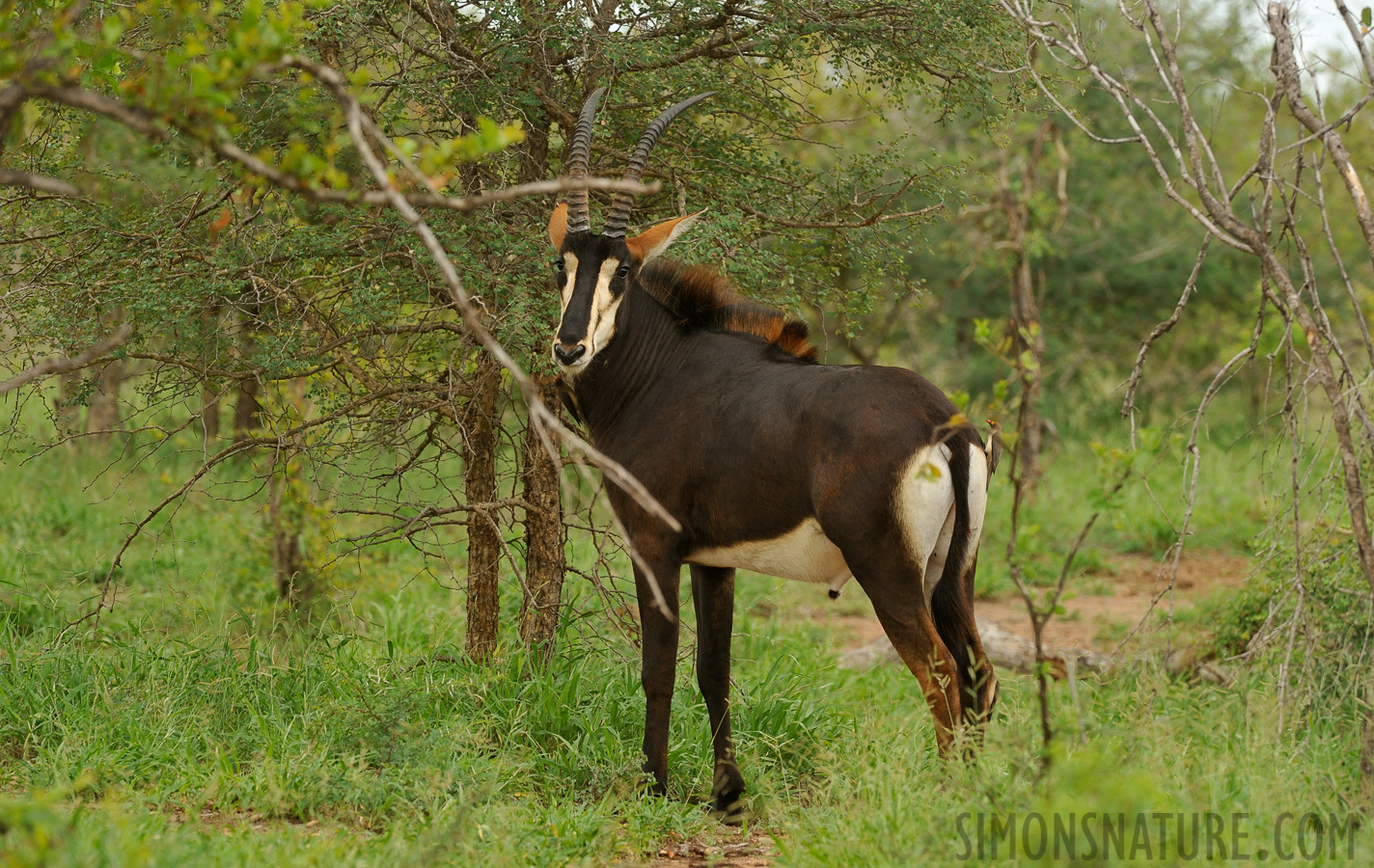 Hippotragus niger niger [390 mm, 1/400 sec at f / 8.0, ISO 800]